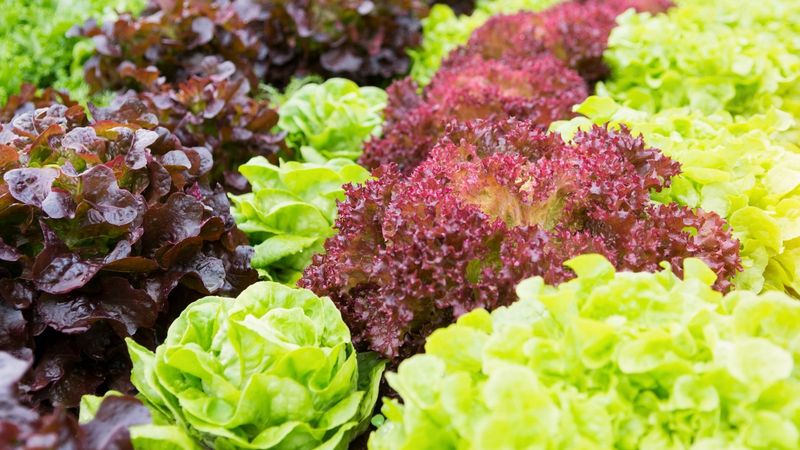 Choose Heat-Resistant Varieties