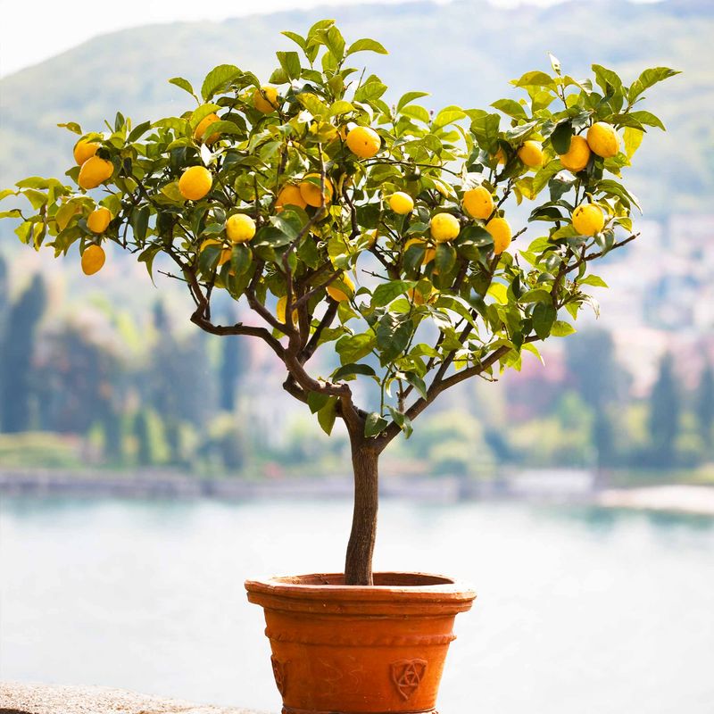 Dwarf Meyer Lemon Tree