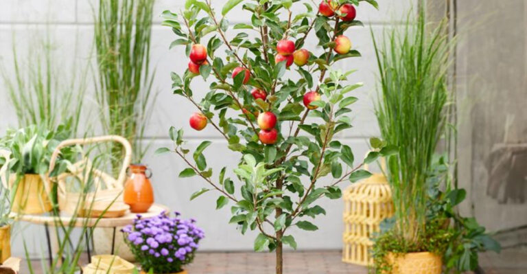16 Trees You Can Grow in Pots—Perfect for Tiny Patios or Balconies