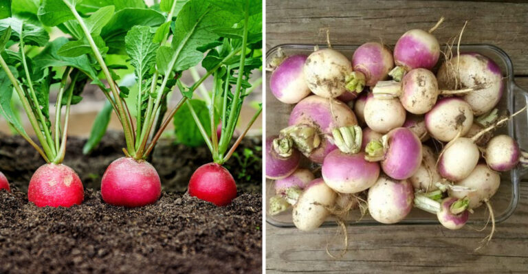 16 Vegetables To Grow That Are Great for Fermenting