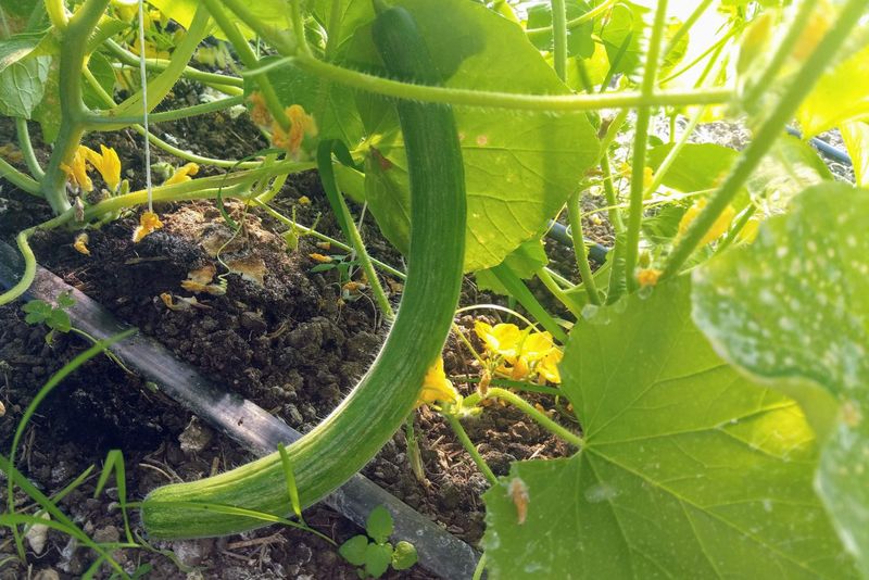 17. Armenian Cucumbers