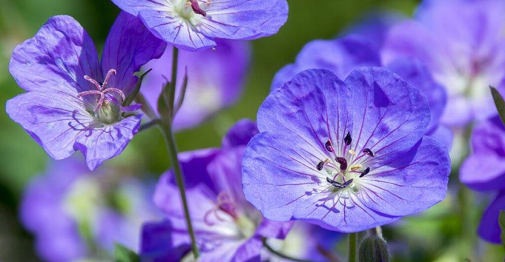 17 Blue Perennials That Return Every Spring Without Replanting