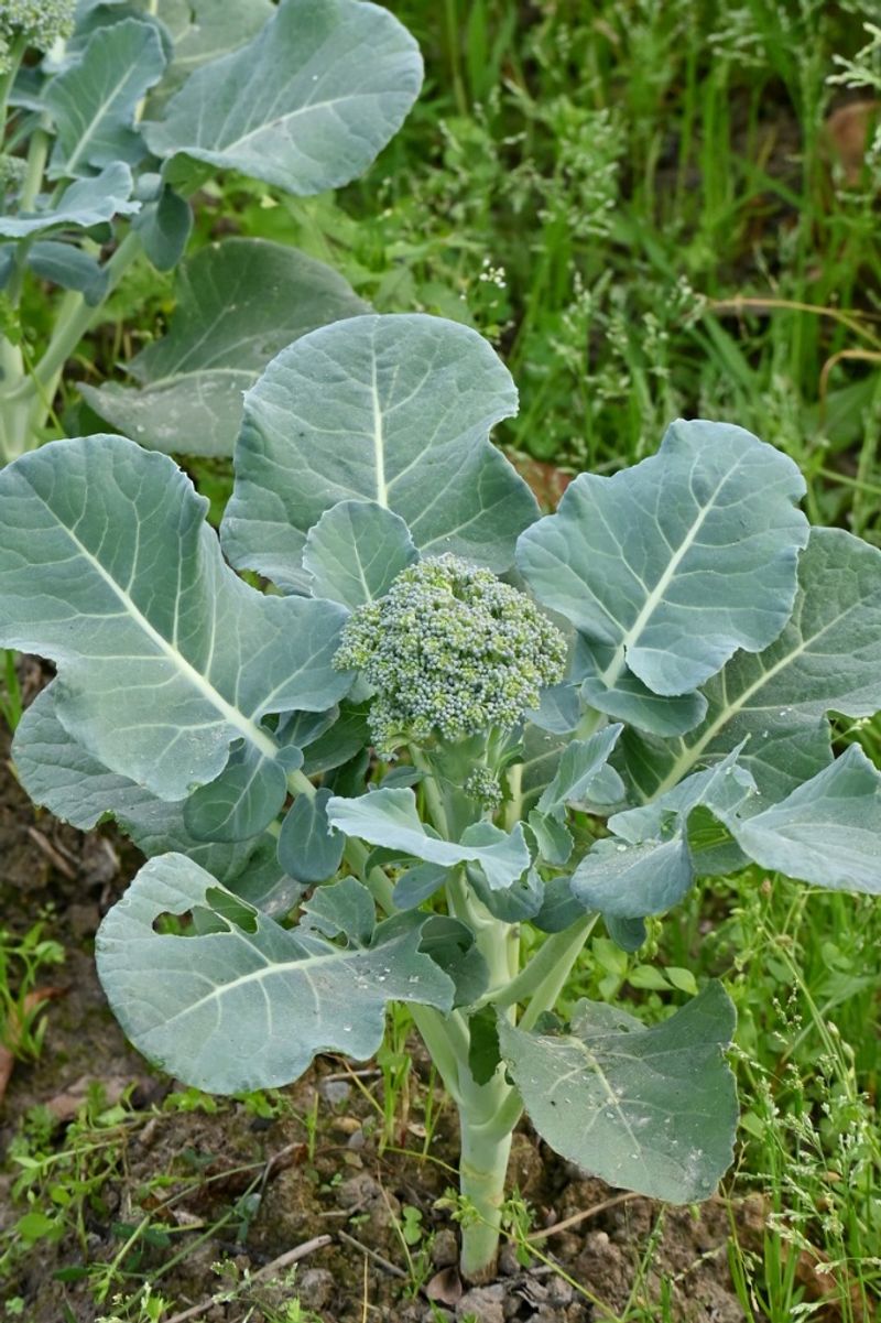 Mistake 1: Planting at the Wrong Time