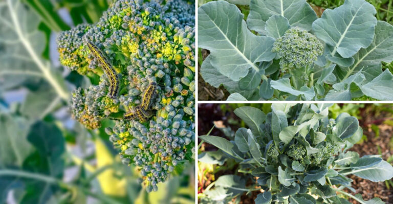 17 Broccoli Growing Mistakes That Kill Your Harvest — Plus 9 Secrets for Perfect Heads