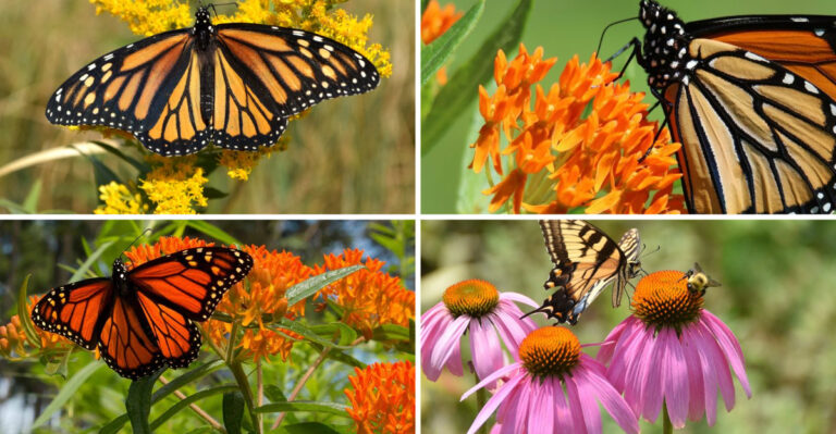 17 Butterfly Plants Share One Secret — Native Species — Double Your Visitors