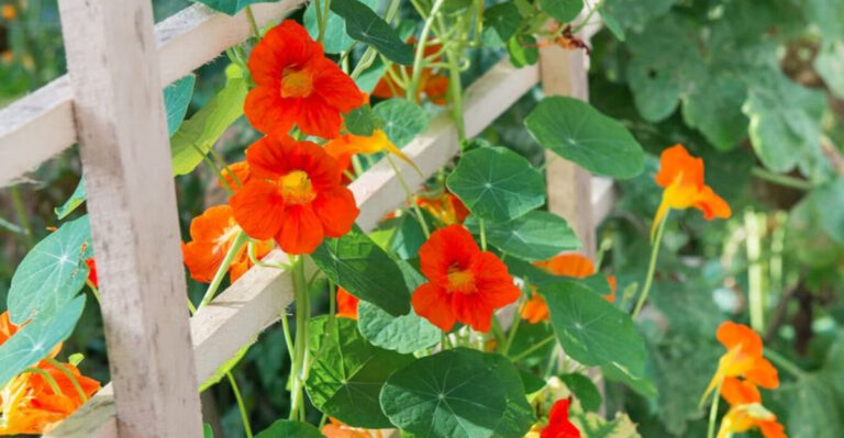 17 Companion Plants That Will Thrive With Your Radishes