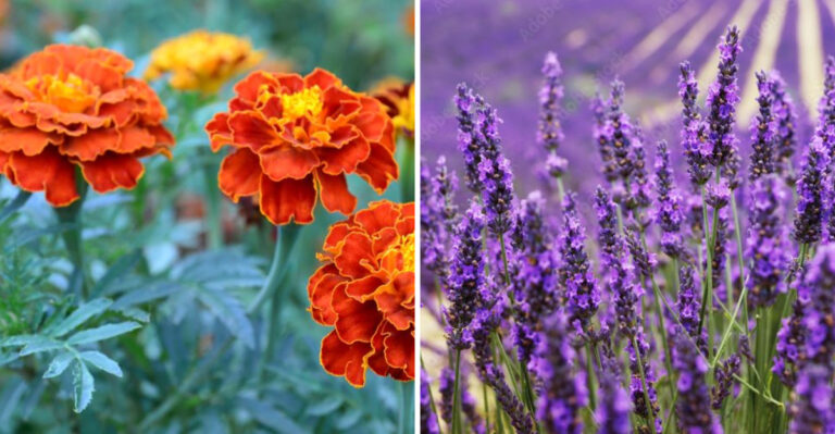17 Deer-Resistant Flowers for Edible Landscapes