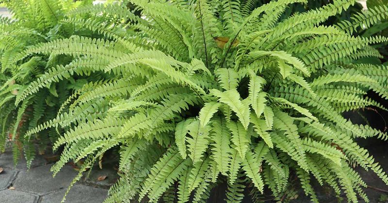 Boston Fern