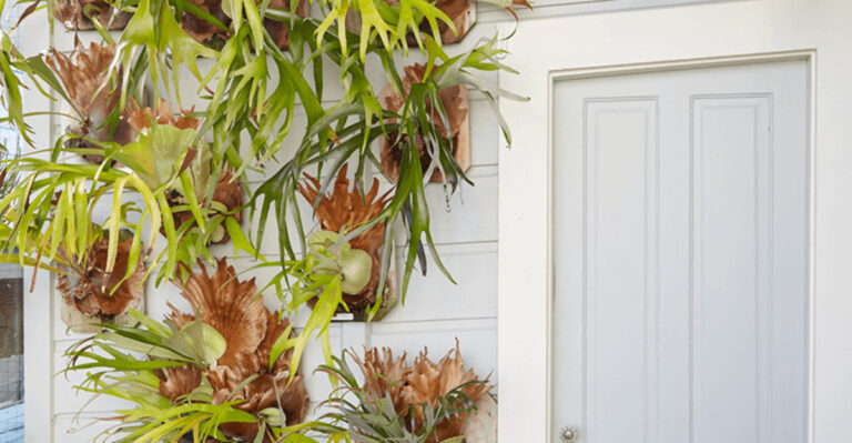 17 Easy Care Ferns for Humid and Shady Gardens