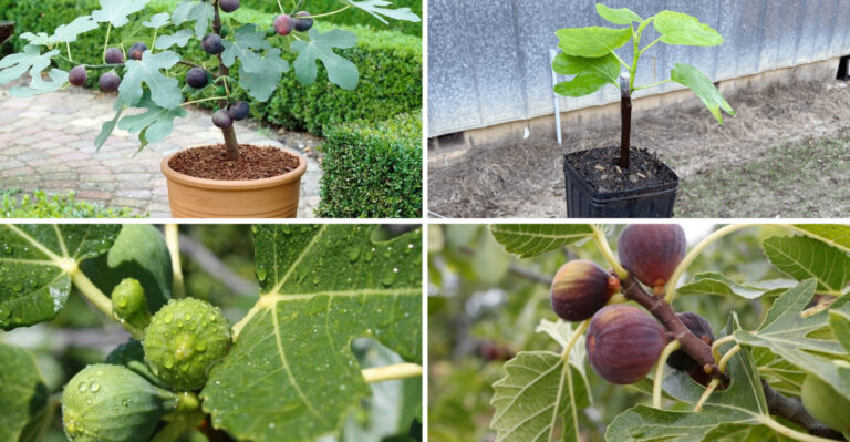 17 Easy Steps To Get Your Fig Tree To Fruit Like Never Before