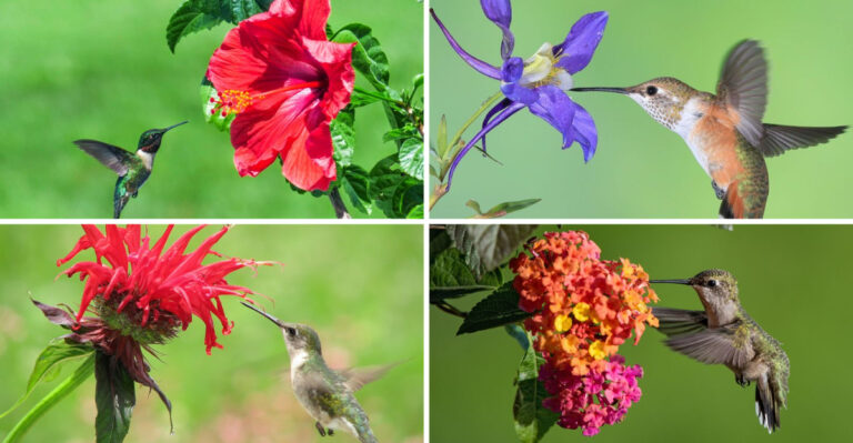 17 Fast Growing Flowers Share One Secret – They Attract This Surprising Visitor