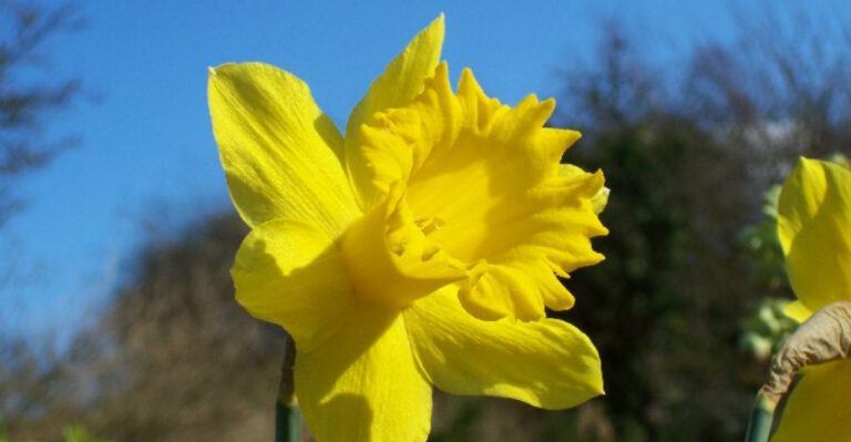 17 Flowers Look Innocent But Contain Lethal Toxins