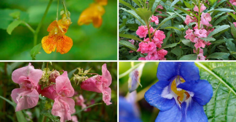 17 Impatiens That Smell Better Than You’d Expect