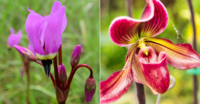17 Perennials Share One Strange Trait – They Vanish Completely After Flowering