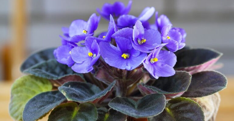 17 Plants That Stay Small No Matter How Old They Get