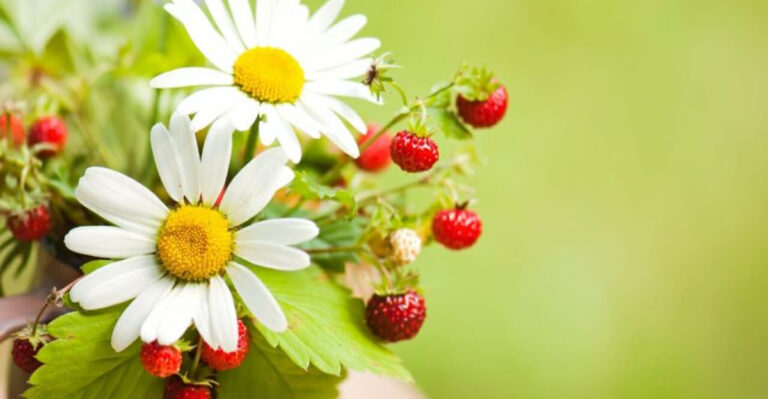 17 Secret Chamomile Uses That Gardeners Don’t Want You to Know