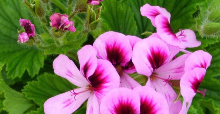 17 Sensory Garden Plants That Transform Your Yard Into a Multi-Sensory Paradise