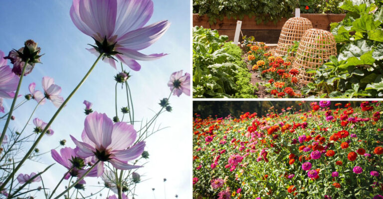 17 Summer Flowers That You Should Grow With Your Vegetable Garden