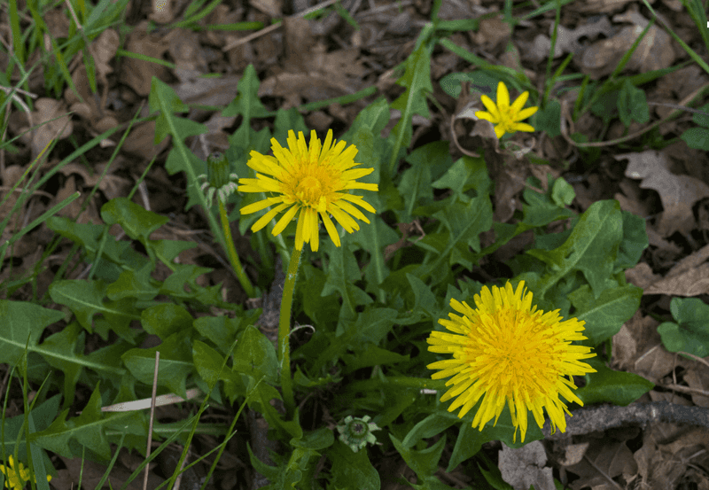 Dandelions