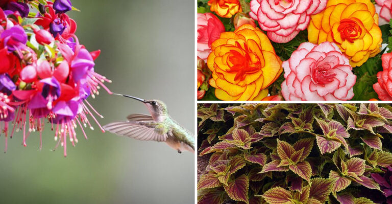 17 Times Impatiens Flopped—and What Gardeners Swapped In That Worked Wonders
