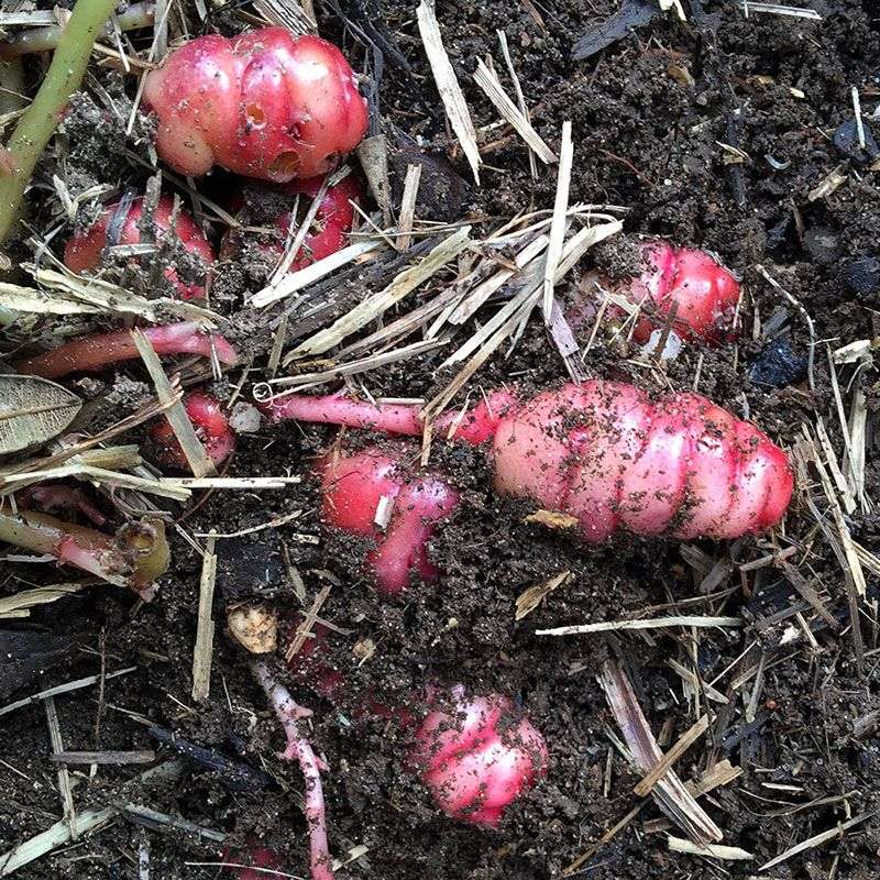 Oca (Oxalis tuberosa)