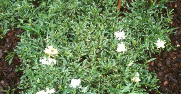 17 Varieties Of Gardenia That Can Tolerate The Summer Heat & Winter Frost