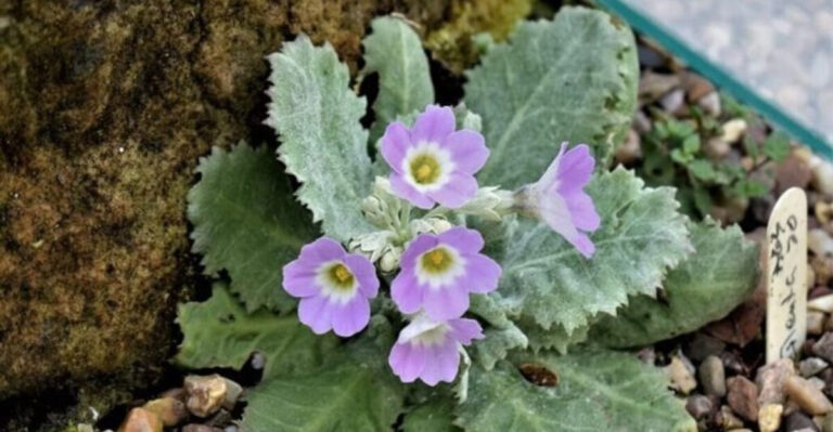 18 Alpine Gardening Secrets Experts Don’t Want You to Know!