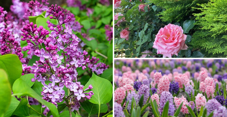 18 Beautiful Flowers and Trees That Define Persian Garden Design