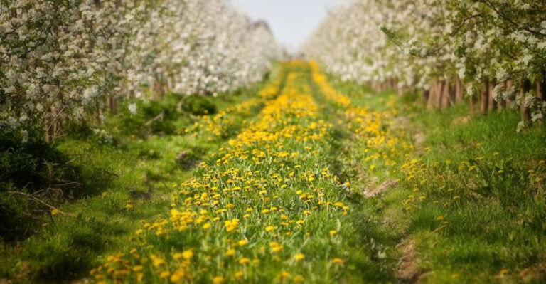 18 Beautiful Ground Cover That Naturally Fertilizes Fruit Trees