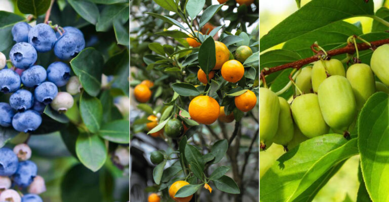 18 Fruit Trees You Can Plant This Year and Harvest From Next Summer