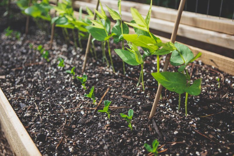 Improper Soil Preparation