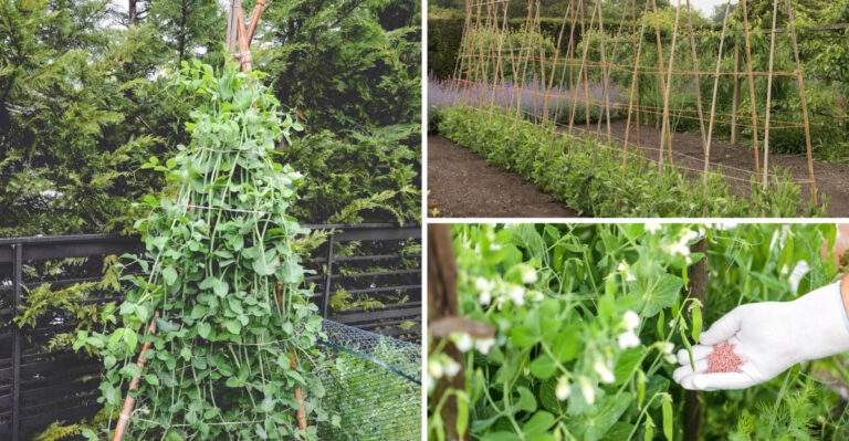 18 Gardening Mistakes To Avoid If You’re Growing Peas This Summer