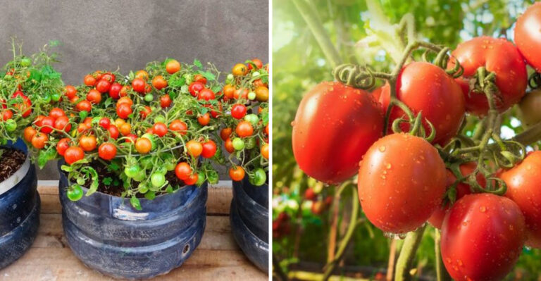18 Gardening Tips For Growing Tons Of Cherry Tomatoes
