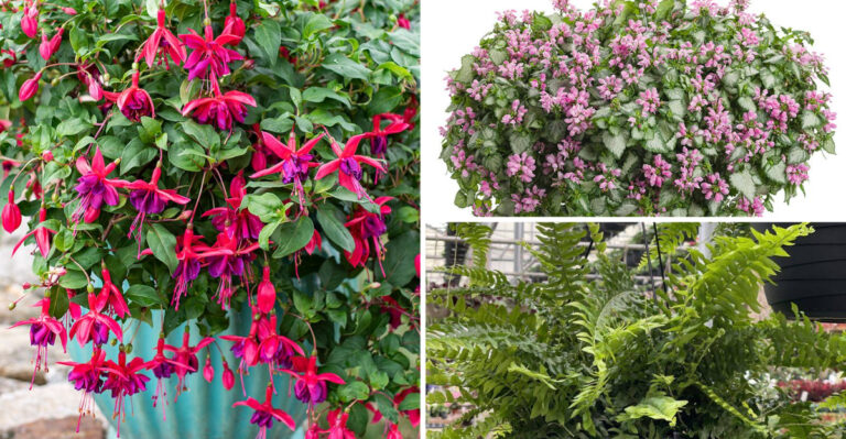 18 Great Plants for Hanging Baskets in Full Shade