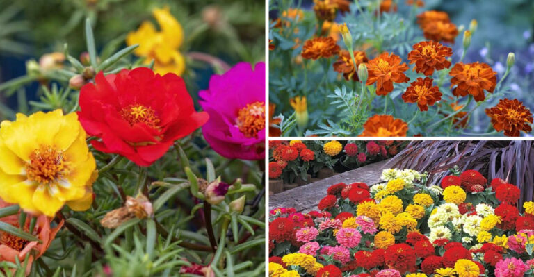 18 Heat-Tolerant Annuals That Keep Blooming in Triple Digits