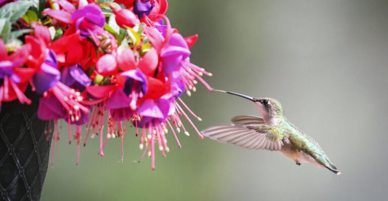 18 Long-Blooming Plants to Attract Hummingbirds and Butterflies