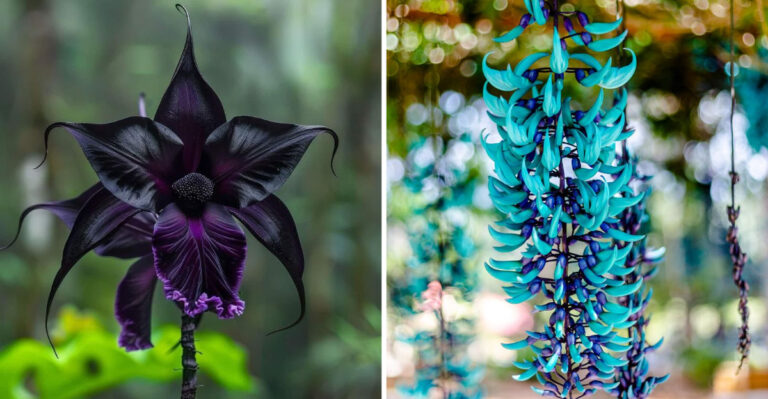 18 Of The World’s Strangest Flowers