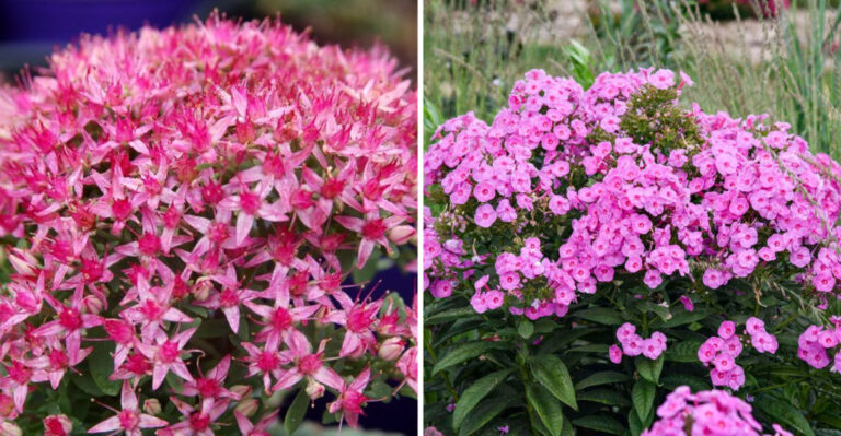 18 Pink Perennials That Will Never Leave Your Garden Once You Plant Them