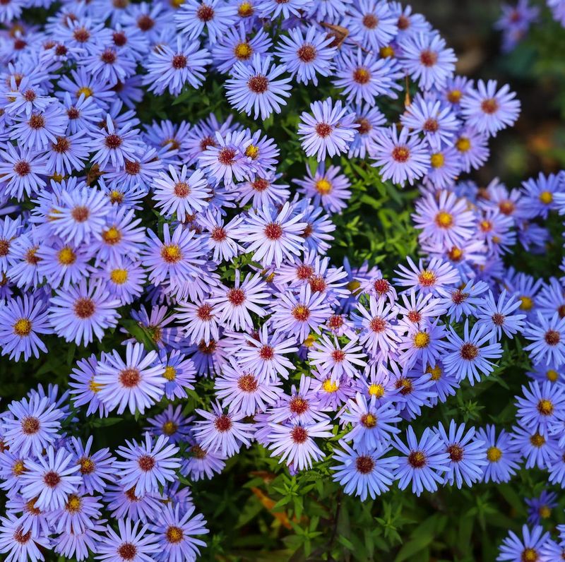 Asters