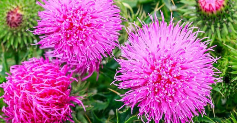 18 Plants That Used to Be Weeds (But Are Now Fancy Houseplants)