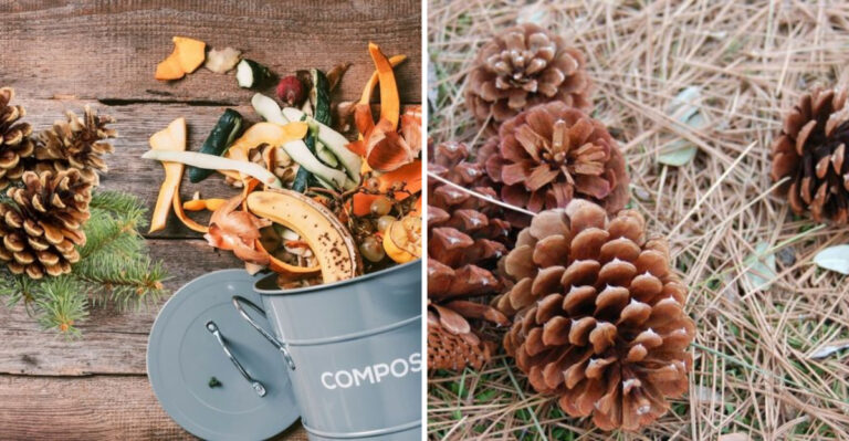 18 Reasons Why Pinecones Are Beneficial For Your Garden