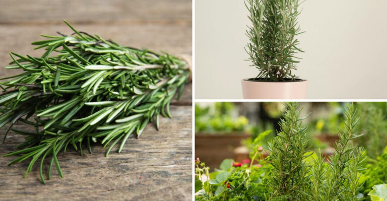 18 Reasons Why You Should Be Growing Rosemary By Your Entrance