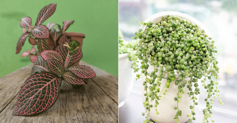18 Stunning Plants You Should Grow Instead of Snake Plants