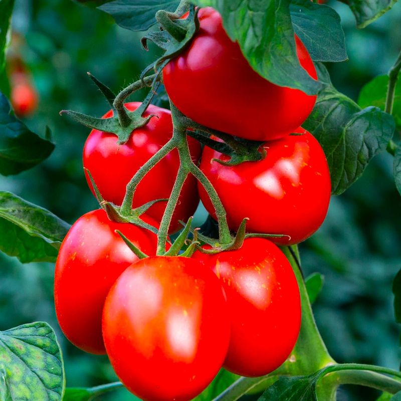 Tomatoes (Solanum lycopersicum)