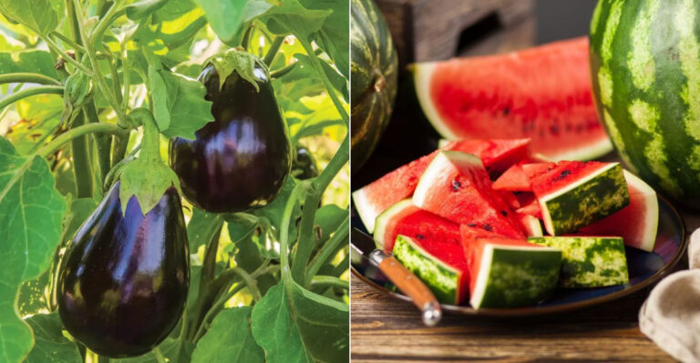 18 Summer Veggies That Get Sweeter the Hotter It Gets