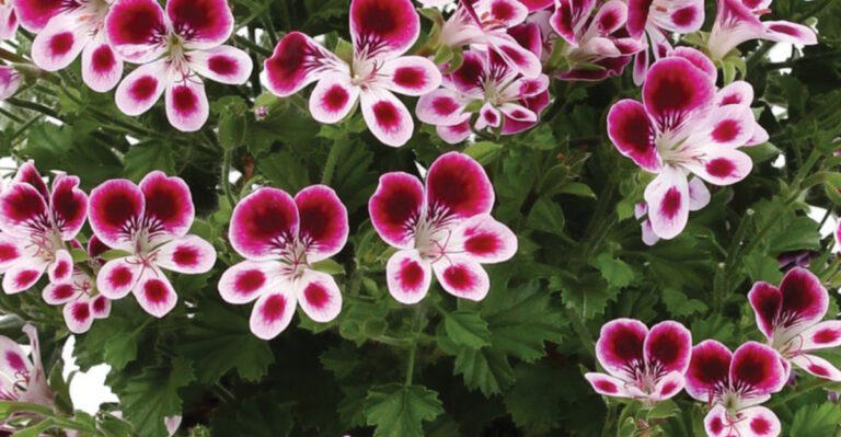 18 Sweet Smelling Plants Share One Secret – They Repel Mosquitoes