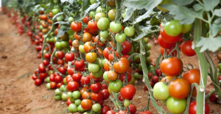18 Tomato & Pepper Growing Secrets That Double Your Harvest