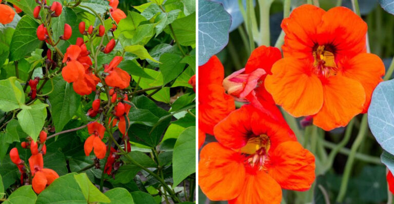 19 Colorful Edibles That Double as Ornamental Plants