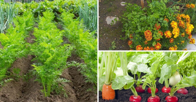 19 Companion Plants That Thrive Next To Parsley In The Garden