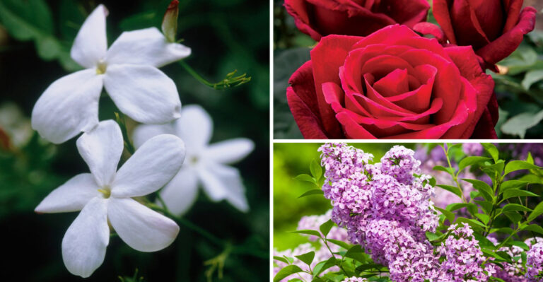 19 Garden Plants Share One Secret — They Smell Better Than Expensive Candles